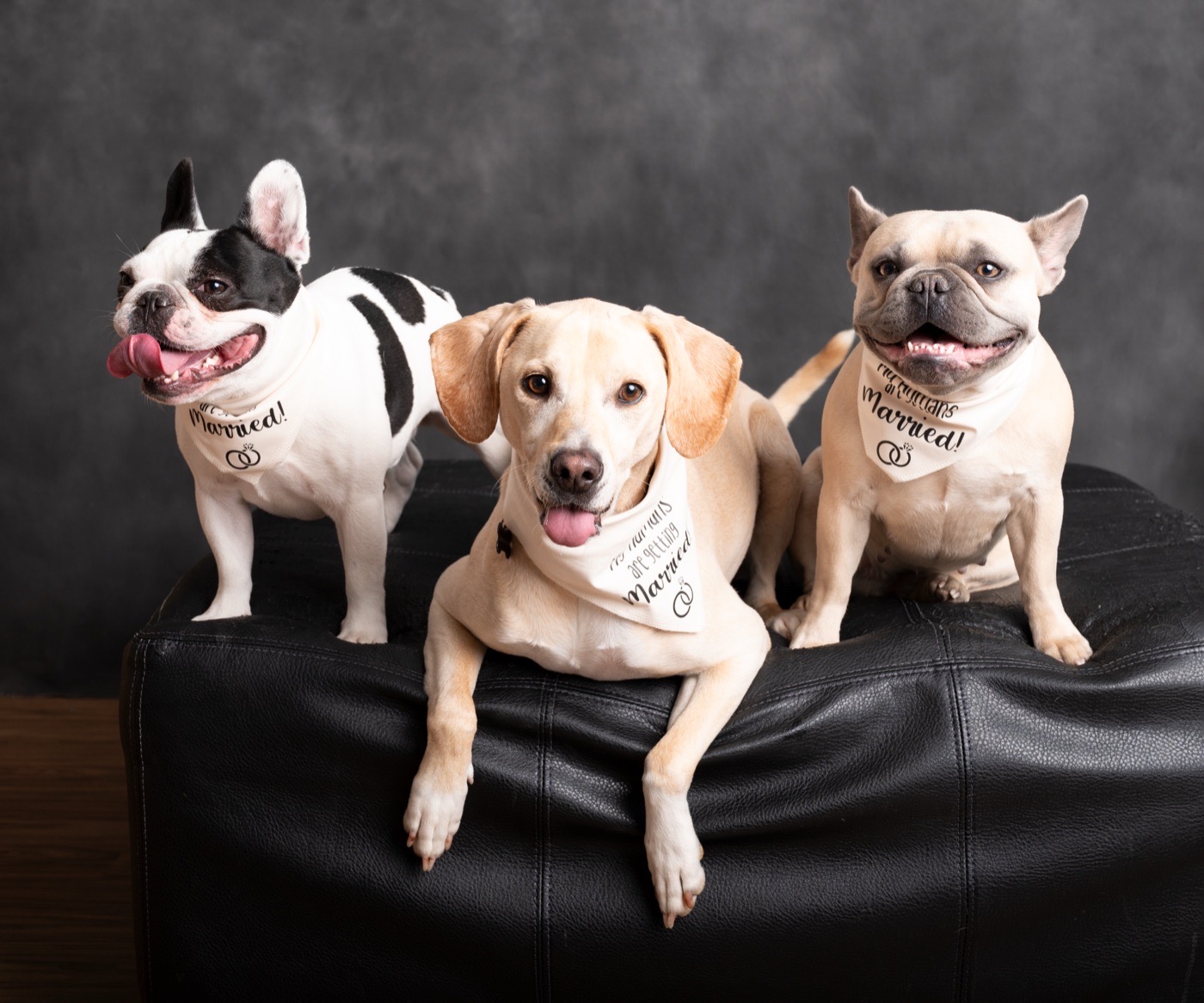 Tyler&rsquo;s three dogs